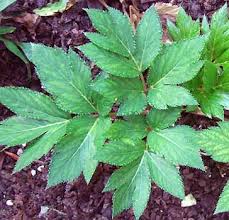 Attēlu rezultāti vaicājumam “Angelica archangelica leaf”