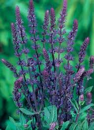 Attēlu rezultāti vaicājumam “Salvia nemorosa leaf”