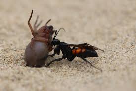 Attēlu rezultāti vaicājumam “Anoplius viaticus”