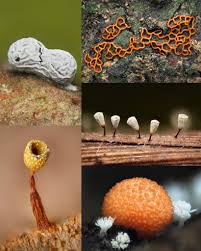 Attēlu rezultāti vaicājumam “Leocarpus sp.”