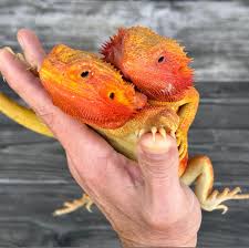 Attēlu rezultāti vaicājumam “Polypogon tentacularius male”