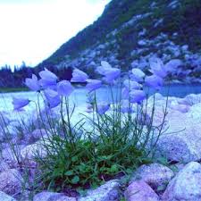 Attēlu rezultāti vaicājumam “Campanula rotundifolia”