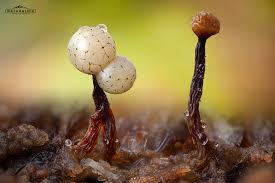 Attēlu rezultāti vaicājumam “Cribraria purpurea macro”