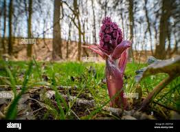 Attēlu rezultāti vaicājumam “Petasites hybridus”