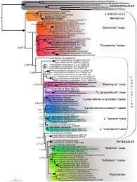 Attēlu rezultāti vaicājumam “Collaria rubens stalked”