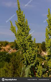 Attēlu rezultāti vaicājumam “Rumex confertus”