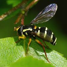 Attēlu rezultāti vaicājumam “Xanthogramma sp. male”