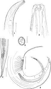 Attēlu rezultāti vaicājumam “Spilosoma sp.”