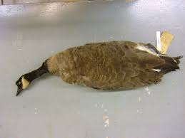 Image result for Branta canadensis