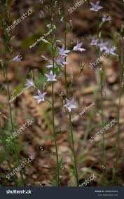 Image result for Campanula rapunculus