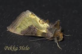 Attēlu rezultāti vaicājumam “Diachrysia tutti”