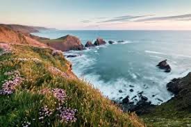 Attēlu rezultāti vaicājumam “Armeria vulgaris”