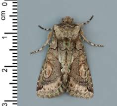 Attēlu rezultāti vaicājumam “Lyonetia prunifoliella”