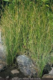 Attēlu rezultāti vaicājumam “Eleocharis palustris”