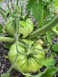 Afbeeldingsresultaat voor millionaire tomato