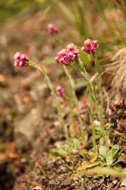 Attēlu rezultāti vaicājumam “Antennaria dioica male flower”