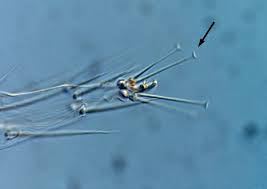 Attēlu rezultāti vaicājumam “Panonychus”