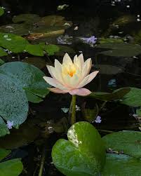 Attēlu rezultāti vaicājumam “Nymphaeaceae”