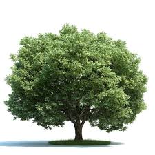 Attēlu rezultāti vaicājumam “Salix fragilis”