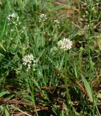 Attēlu rezultāti vaicājumam “Teesdalia nudicaulis”