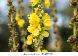 Attēlu rezultāti vaicājumam “Verbascum thapsus flower”