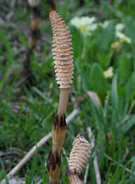 Attēlu rezultāti vaicājumam “Equisetum arvense”