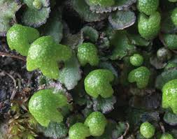 Attēlu rezultāti vaicājumam “Reboulia hemisphaerica”