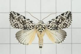 Attēlu rezultāti vaicājumam “Moma alpium”