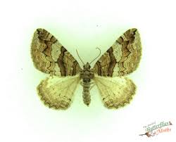 Attēlu rezultāti vaicājumam “Pareulype berberata”