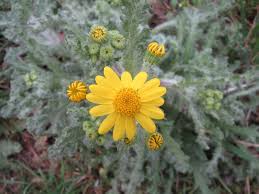 Attēlu rezultāti vaicājumam “Senecio vernalis flower”