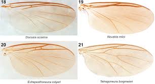 Attēlu rezultāti vaicājumam “Trichia longipalpis spores”
