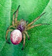 Attēlu rezultāti vaicājumam “Araniella”