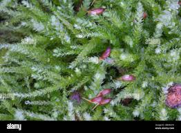 Attēlu rezultāti vaicājumam “Sciuro-hypnum curtum sporophyte”