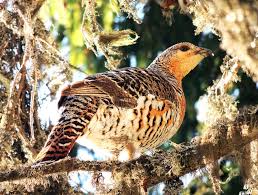 Attēlu rezultāti vaicājumam “Tetrao urogallus female”