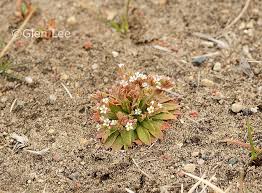 Attēlu rezultāti vaicājumam “Androsace septentrionalis”