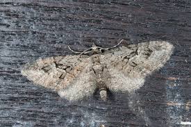 Attēlu rezultāti vaicājumam “Eupithecia pusillata”