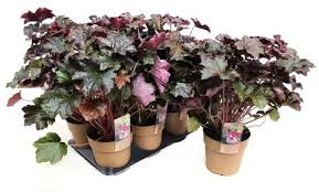 Image result for HEUCHERA americana 'Palace Purple Auslese'