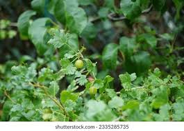 Attēlu rezultāti vaicājumam “Ribes uva-crispa fruit”