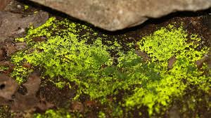 Attēlu rezultāti vaicājumam “Bryoerythrophyllum recurvirostrum sporophyte”