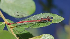 Attēlu rezultāti vaicājumam “Pyrrhosoma nymphula”