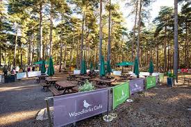 Image result for The Go Ape Experience (Swinley Forest)