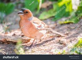 Attēlu rezultāti vaicājumam “Fringilla coelebs”