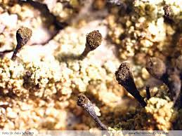 Attēlu rezultāti vaicājumam “Chaenotheca laevigata”