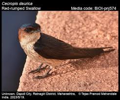 Image result for Cecropis daurica