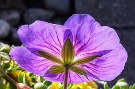 Attēlu rezultāti vaicājumam “Geranium sylvaticum”