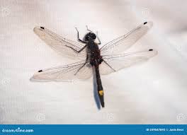Attēlu rezultāti vaicājumam “Leucorrhinia pectoralis female”