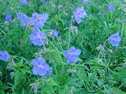 Image result for Geranium pratense