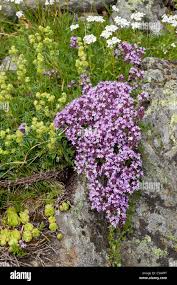 Attēlu rezultāti vaicājumam “Alchemilla subcrenata  flower”