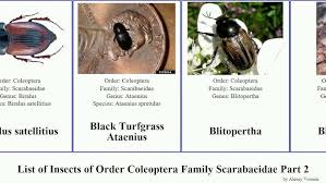 Attēlu rezultāti vaicājumam “Aphodius subterraneus”