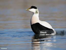 Attēlu rezultāti vaicājumam “Somateria mollissima”